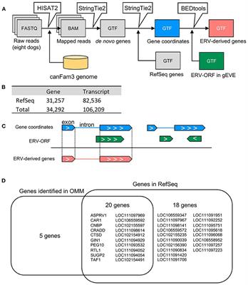 Systematic Identification of Endogenous Retroviral Protein-Coding Genes Expressed in Canine Oral Malignant Melanoma